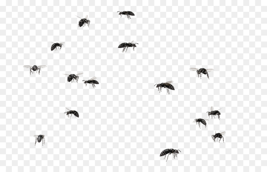 mosquito clipart swarm mosquito
