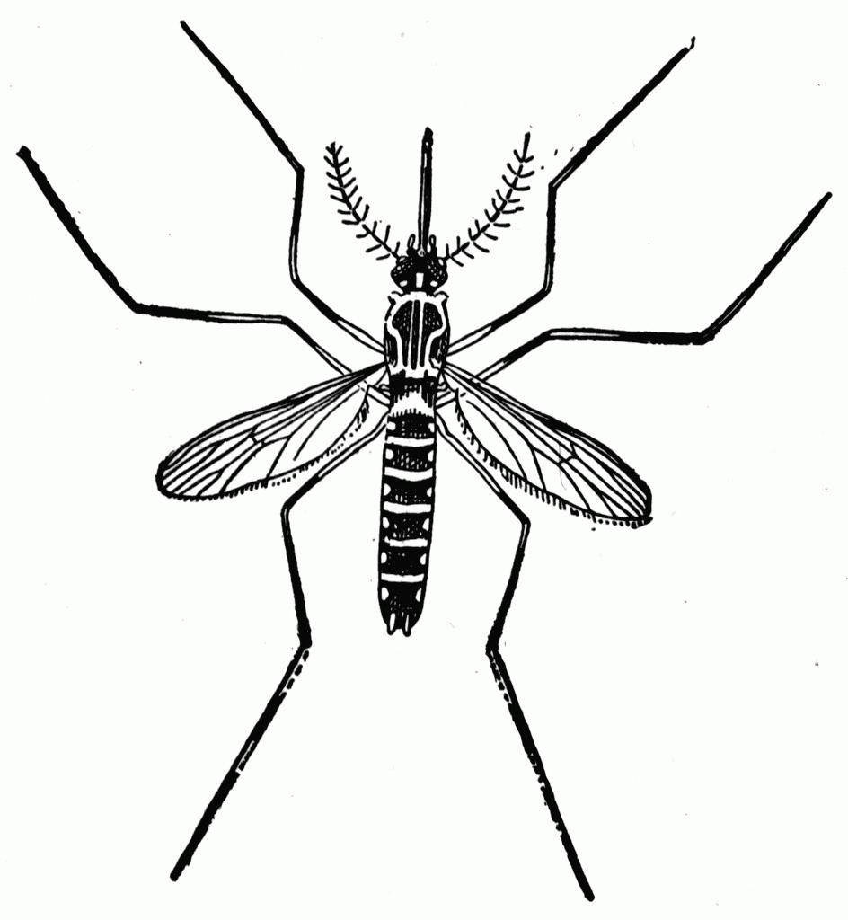 Mosquito clipart three. Panda free images 