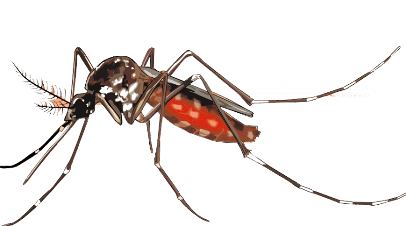 Mosquito clipart transparent background. Png image mart