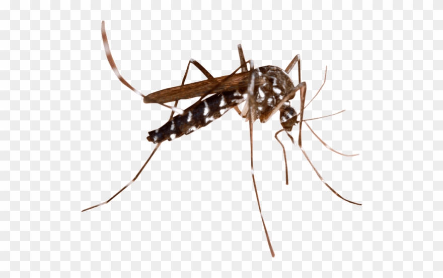 . Mosquito clipart transparent background