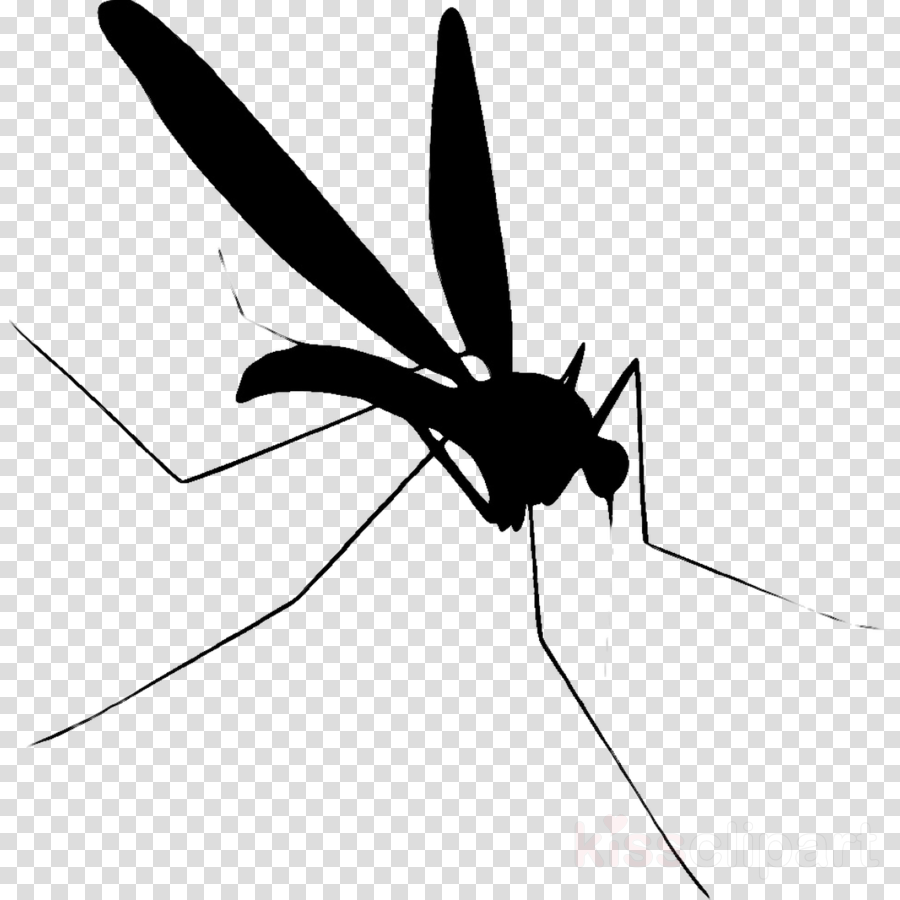 Cartoon lion line transparent. Mosquito clipart wing