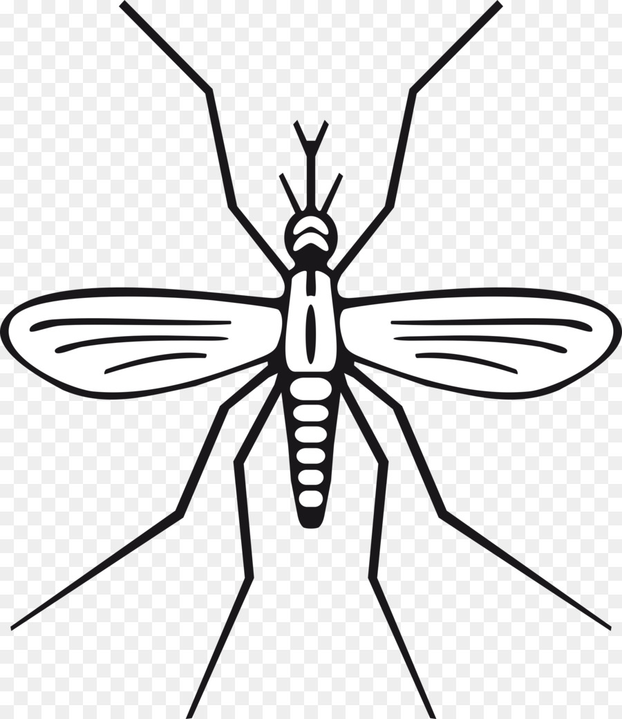 mosquito clipart wing