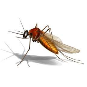 mosquito clipart wnv