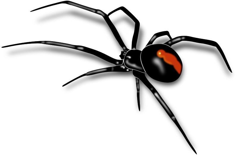 Redback spider medium image. Mosquito clipart zika