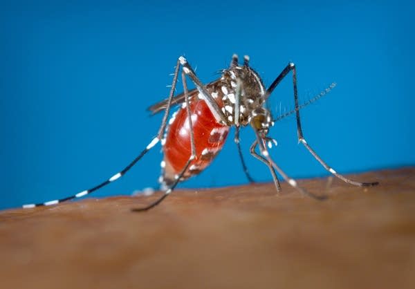 Not in minnesota what. Mosquito clipart zika