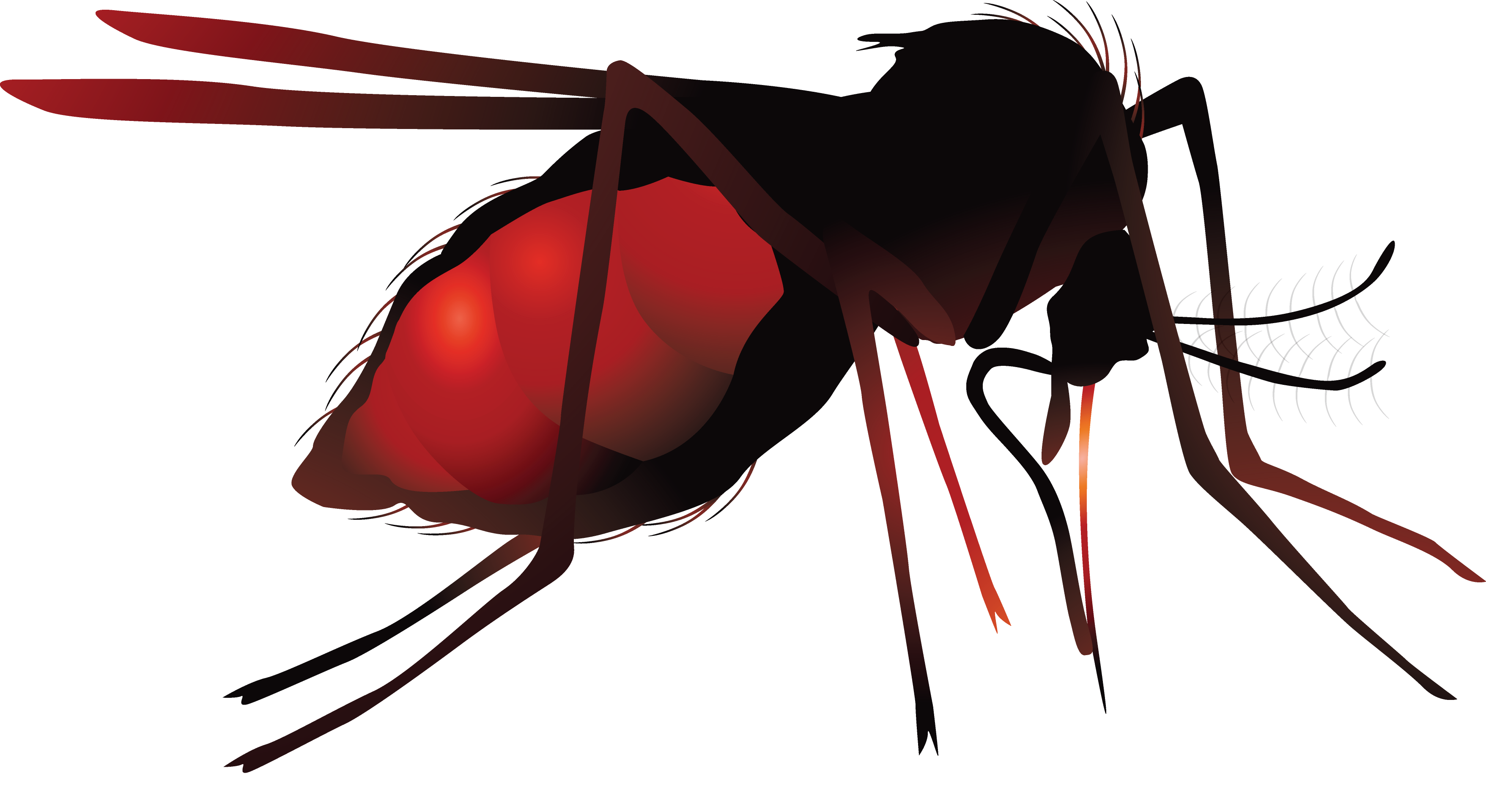 Mosquito clipart zika. Net virus hematophagy transprent