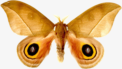 moth clipart