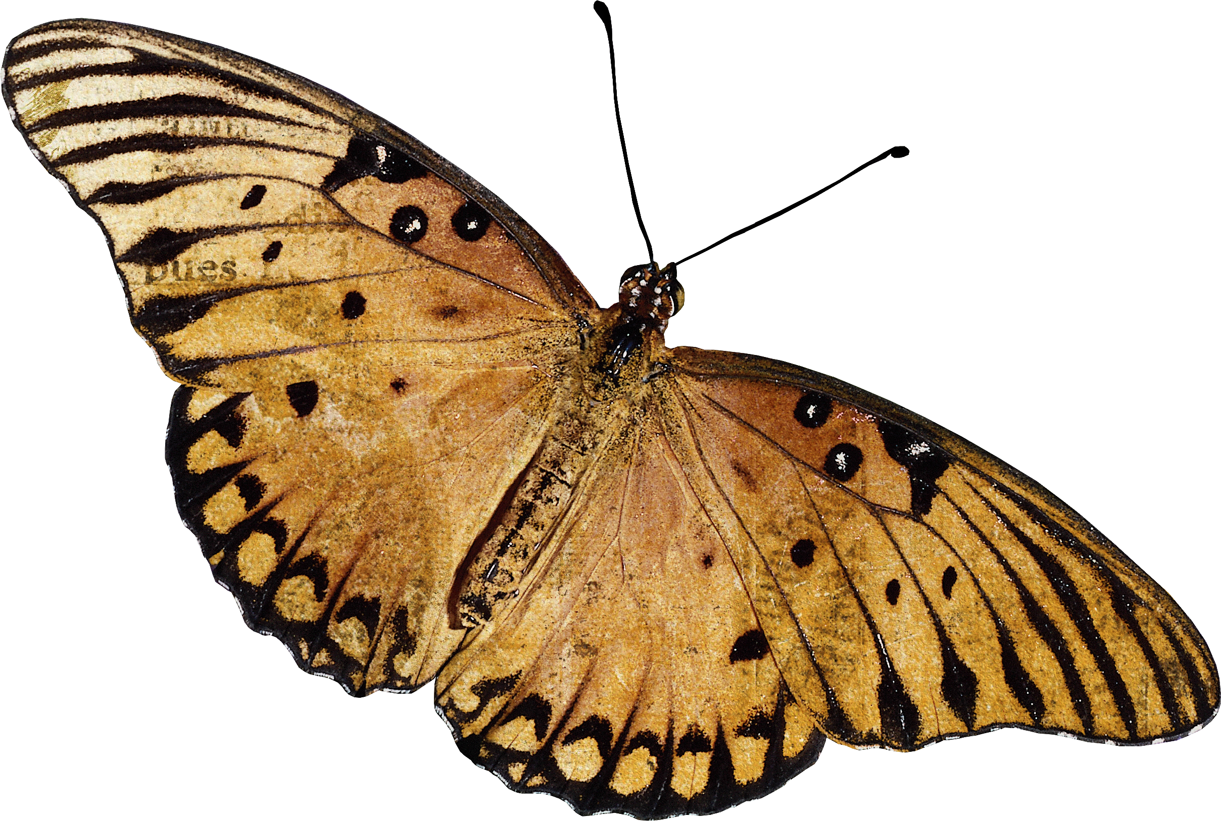 Группа насекомые бабочка. Коричневая бабочка. Бабочки коричневые на прозрачном фоне. Коричневая бабочка на белом фоне. Бабочка рисунок.