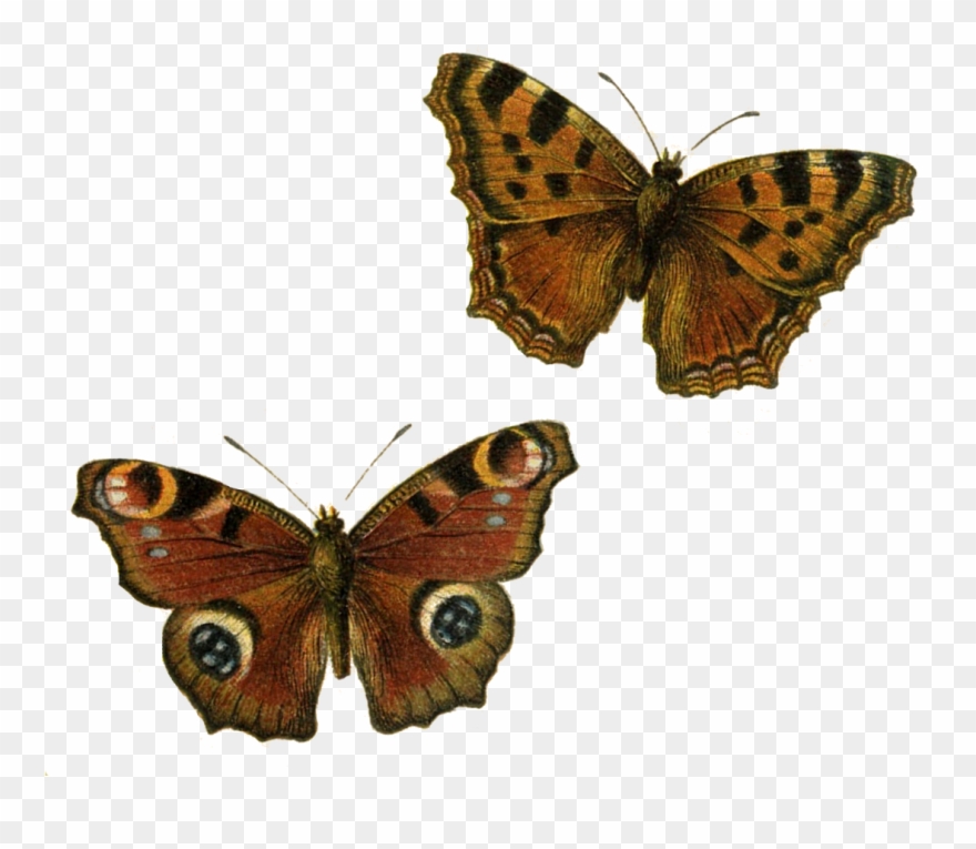 moth clipart brown butterfly