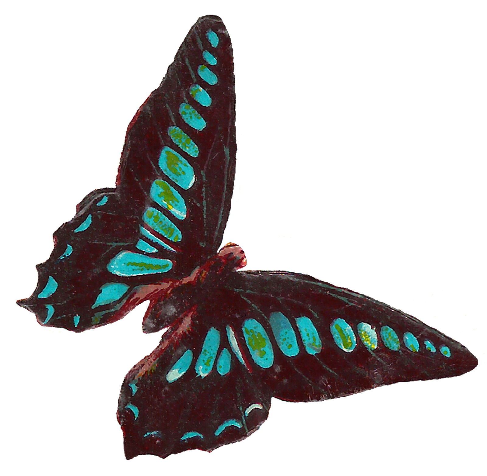 scrapbook clipart butterfly