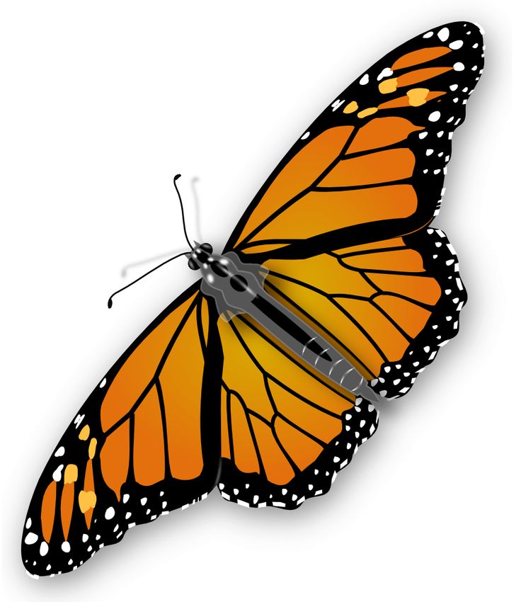 moth clipart insect