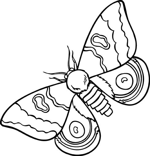 moth clipart insect