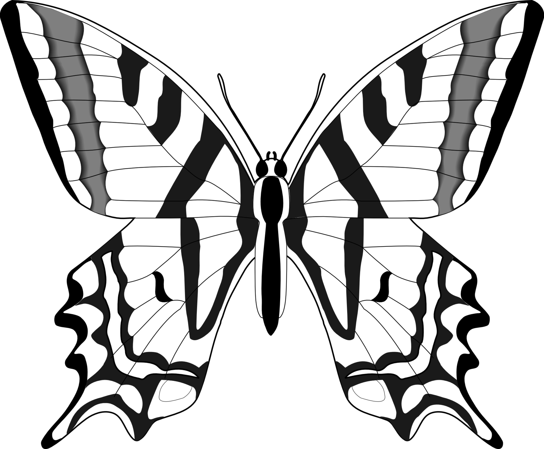 Moth clipart line drawing. Pencil of butterflies at