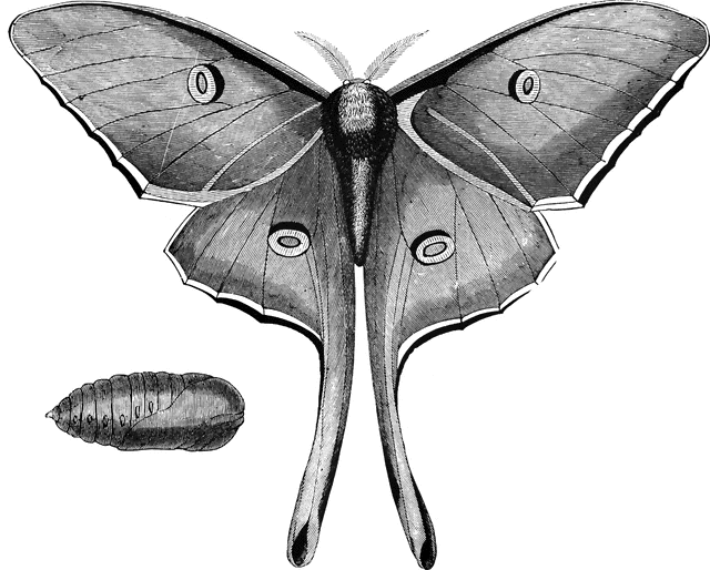 moth clipart luna moth