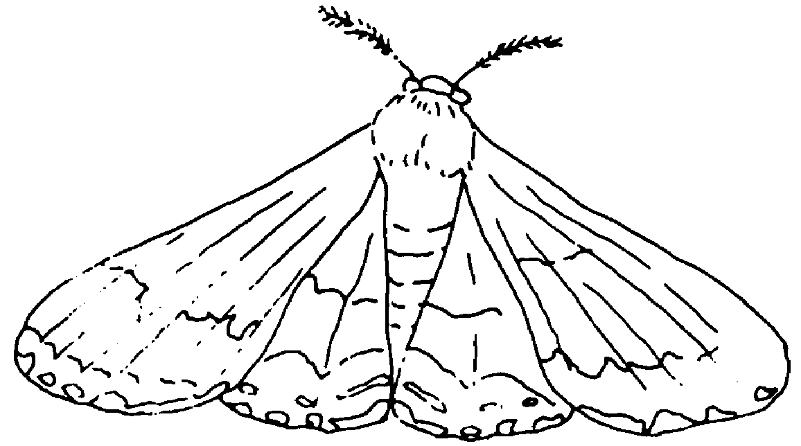 moth clipart silk