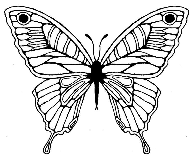 Butterfly wing drawing best. Moth clipart sketch