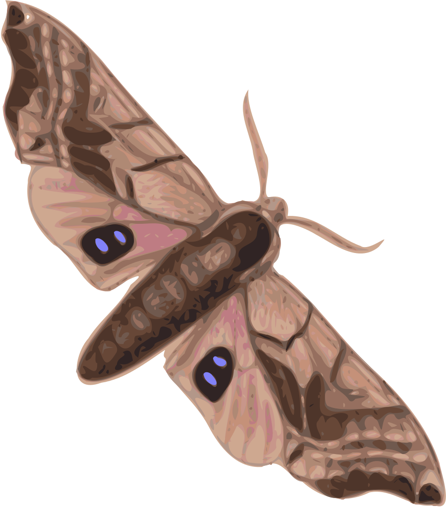 moth clipart svg