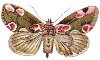 moth clipart vintage