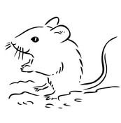 mouse clipart deer mouse