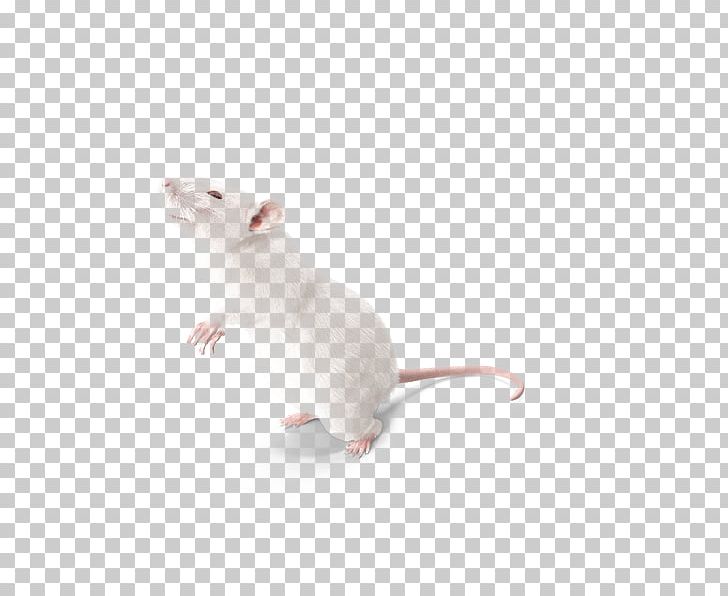 mouse clipart experimental
