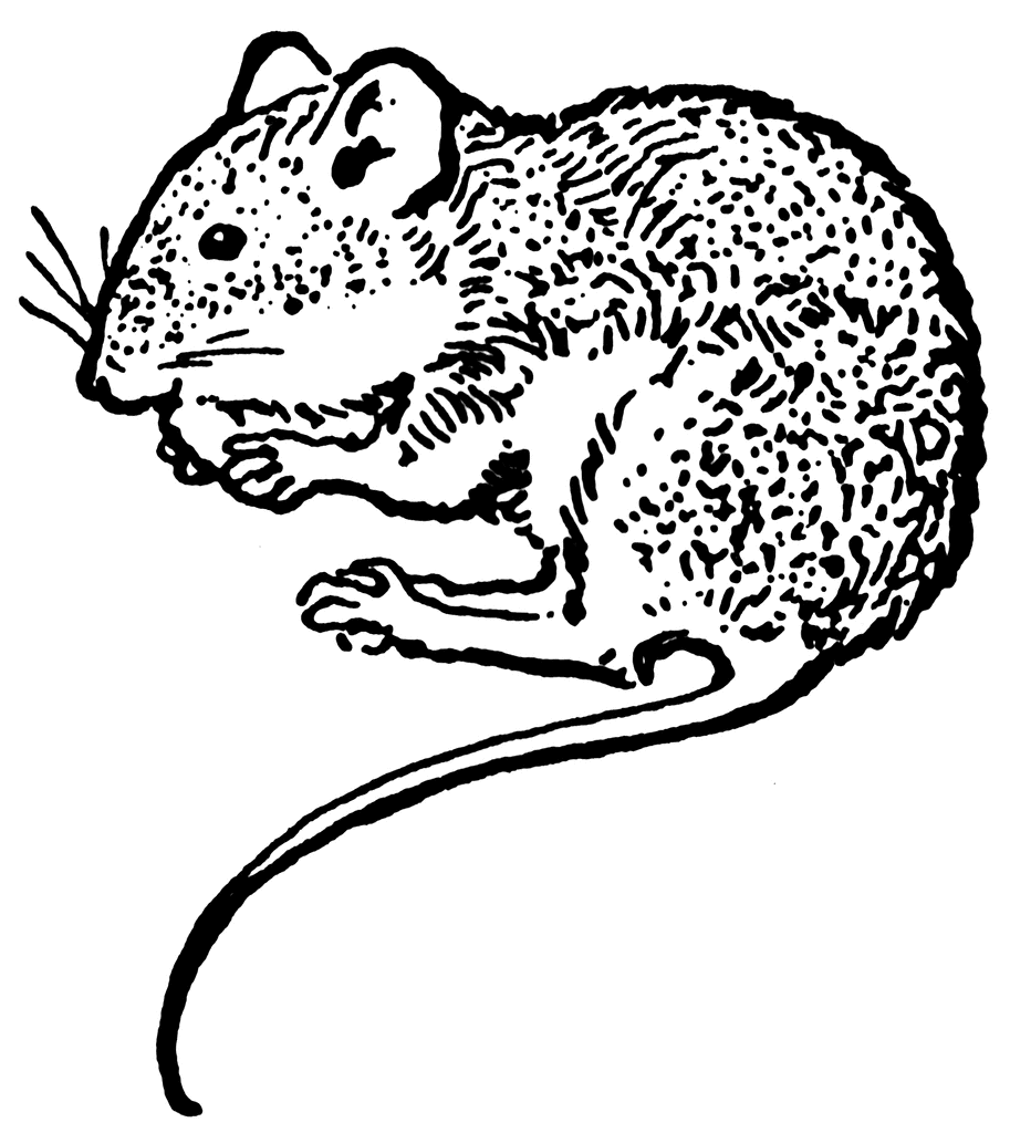 mouse clipart field mouse