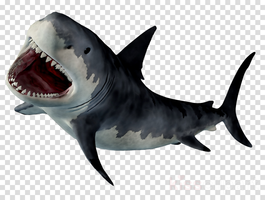 mouth clipart great white shark