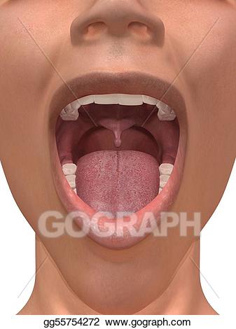 mouth clipart human mouth