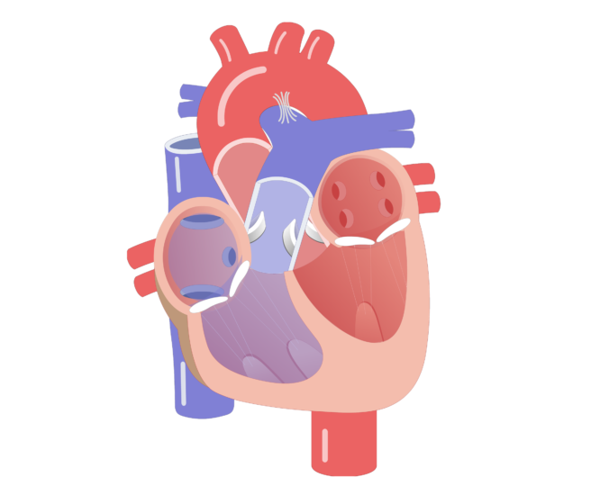 Heart valve of the. Movement clipart body movement