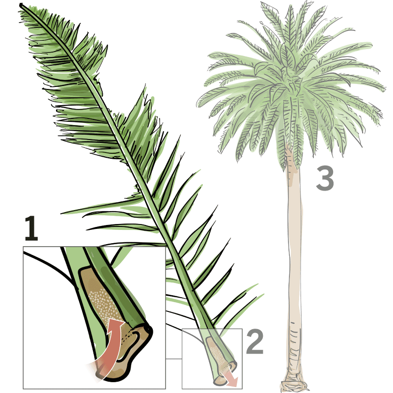 moving clipart palm tree