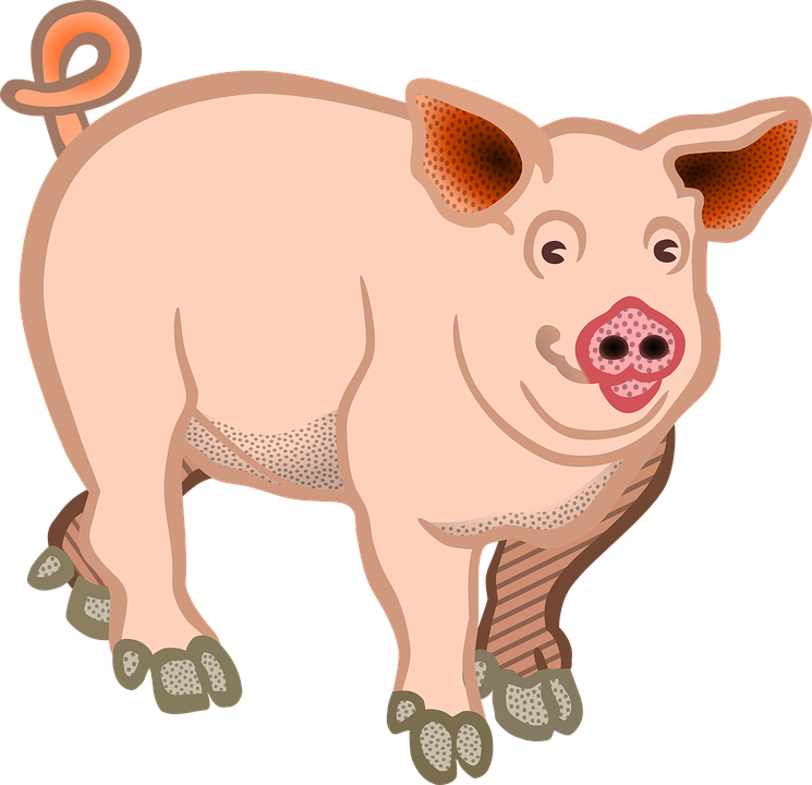 mud clipart pig dissection