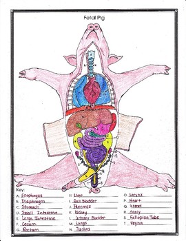 mud clipart pig dissection