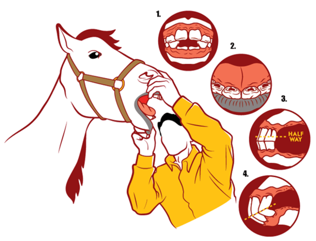mule clipart horse tooth
