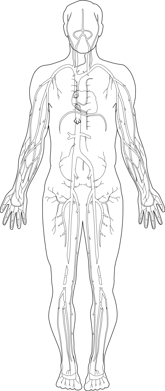 muscles clipart muscle diagram