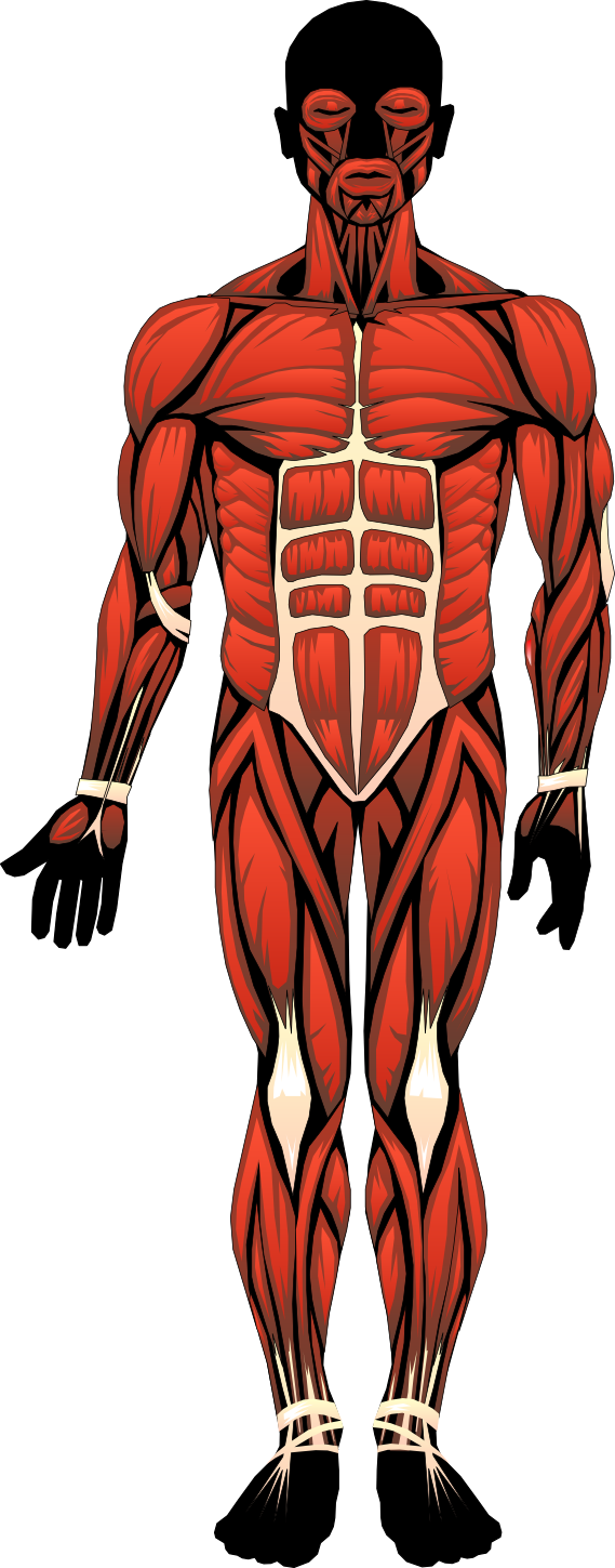 muscle clipart anatomical