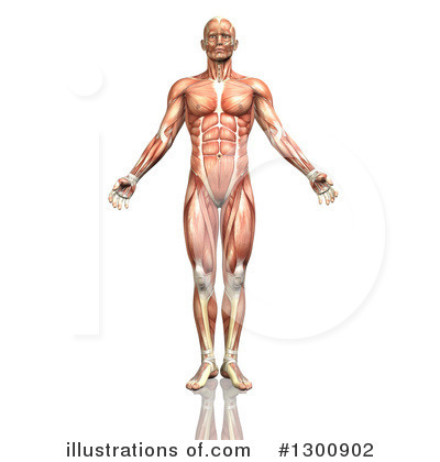 muscle clipart anatomical