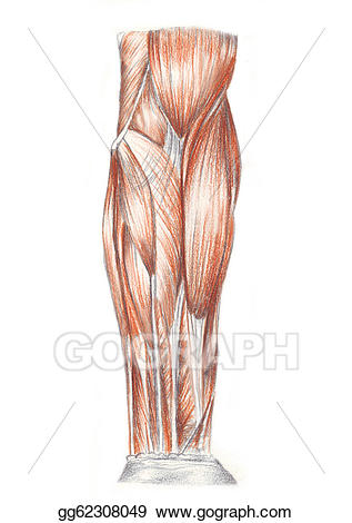 muscle clipart arm leg