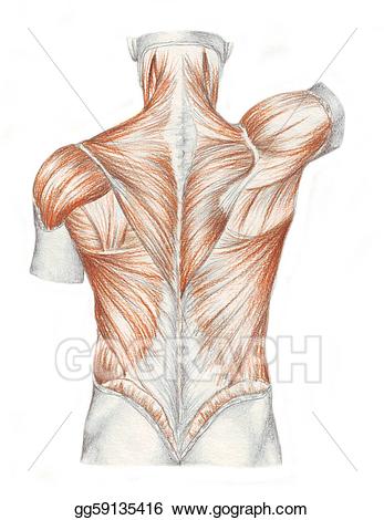muscle clipart back