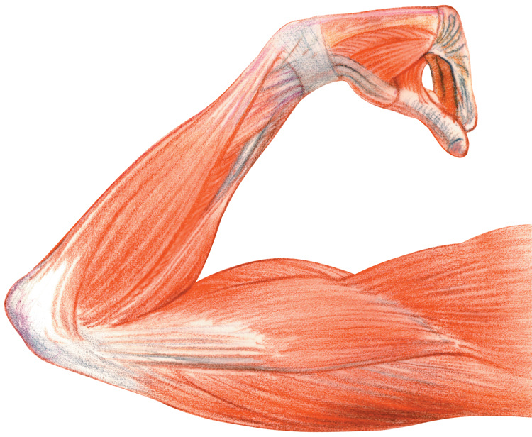 muscle clipart body tissue