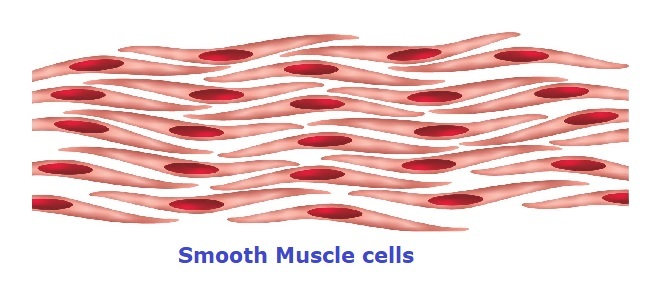 muscle clipart body tissue