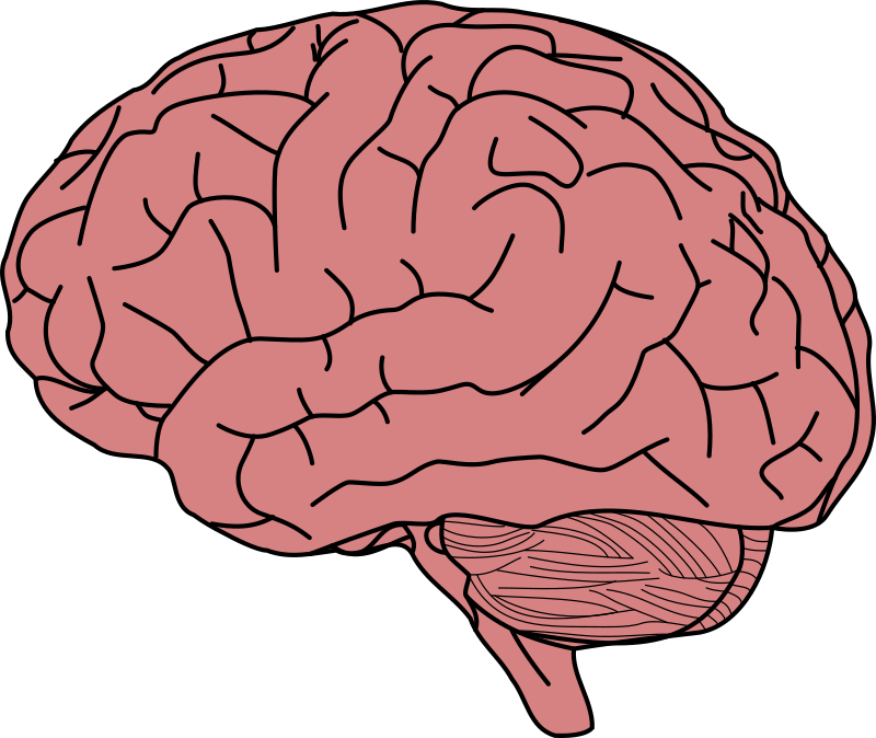 muscle clipart brain