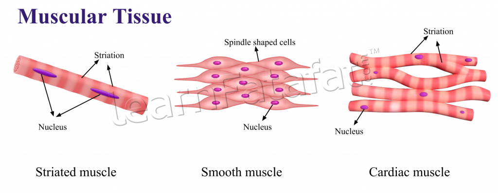 Animal and its functions. Muscles clipart body tissue