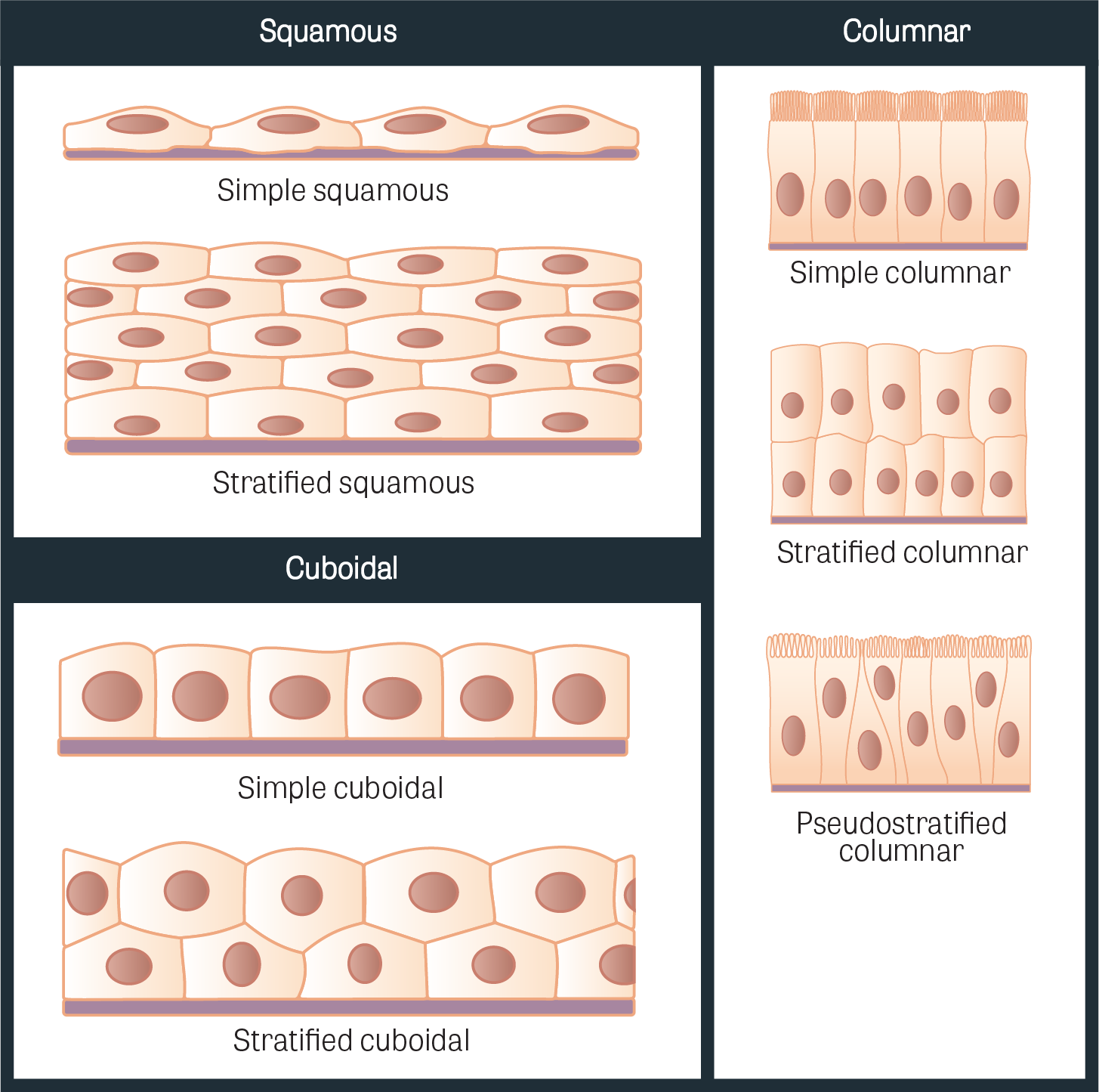 muscle clipart epithelial tissue