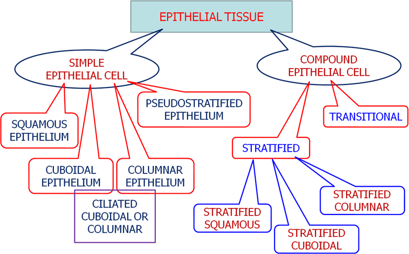 muscles clipart epithelial tissue
