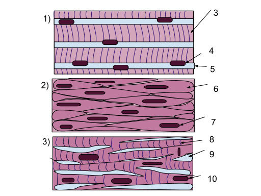 muscle clipart epithelial tissue