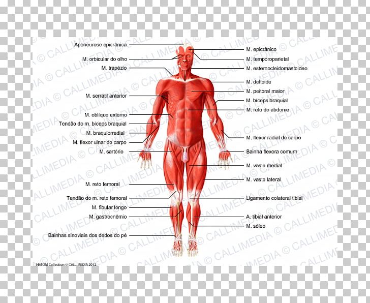 Body anatomy muscular system. Muscle clipart human muscle