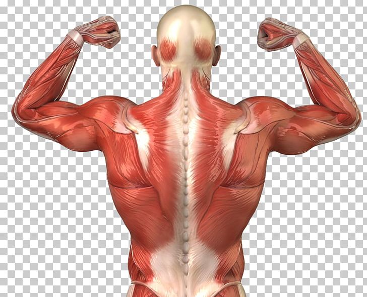 Body skeletal muscular system. Muscle clipart human muscle