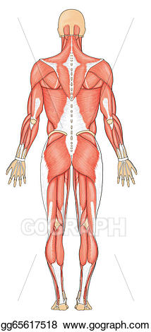 Muscle clipart human muscle. Stock illustration muscles posterior