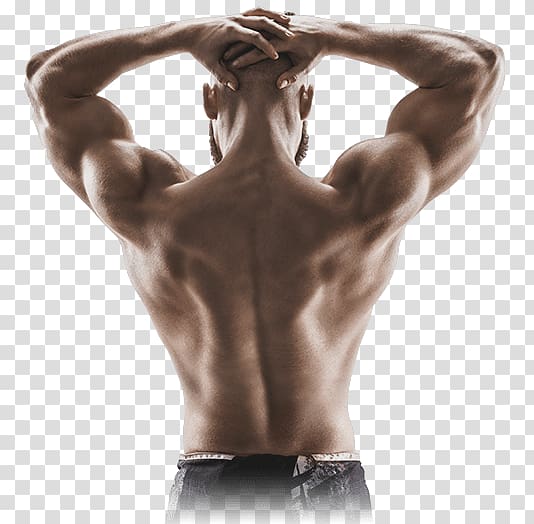 muscles clipart model back
