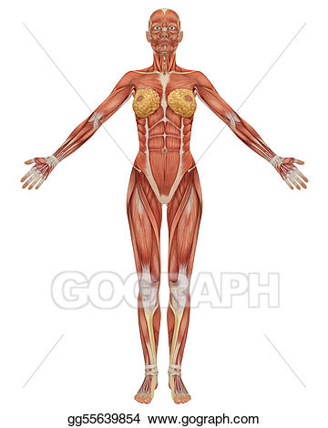 muscle clipart muscle anatomy