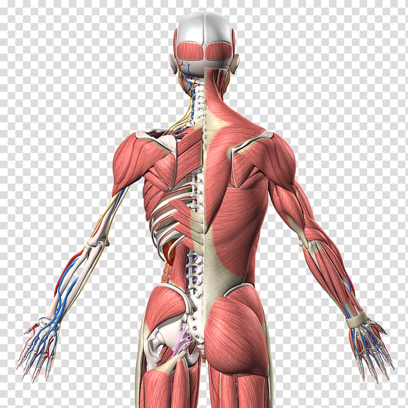 muscle clipart muscle anatomy